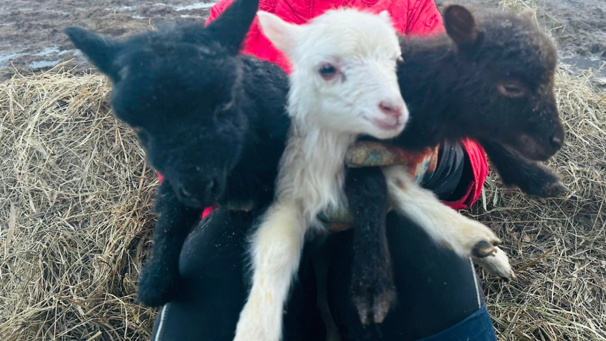 Сыктывкарский центр с лошадьми и козлятами переедет на новую ферму в конце весны