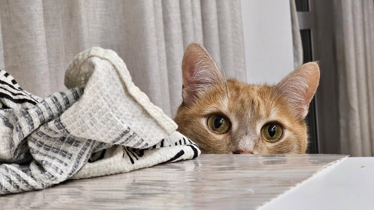 Зачем кошка трогает человека лапой: основные причины или что она этим хочет сказать