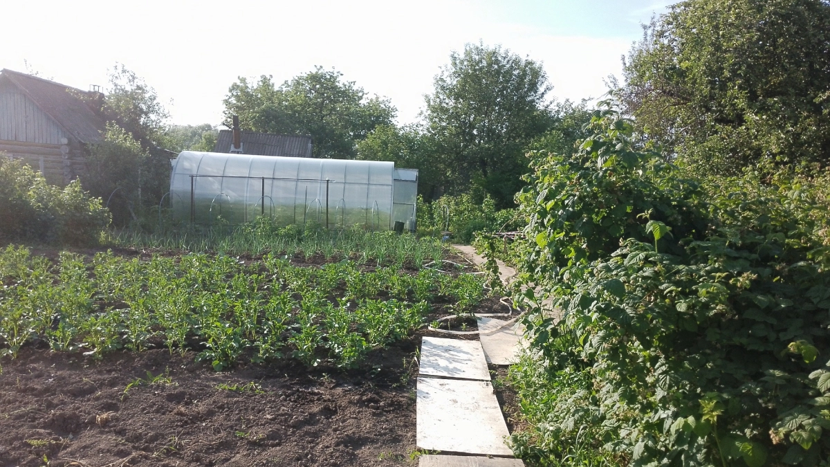 Разбираю 5 заблуждений о зеленом удобрении из травы. Один рецепт заменяет тонну навоза