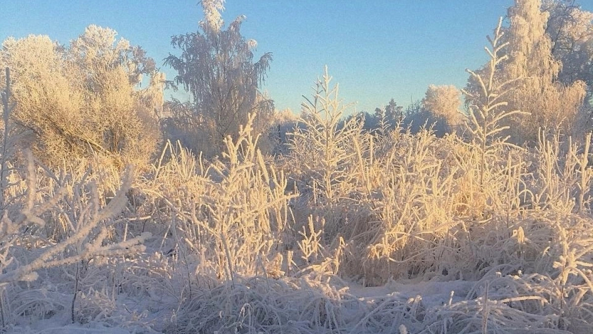 В Республике Коми похолодает почти до -20 градусов: синоптики предупредили о морозной погоде 20 апреля 