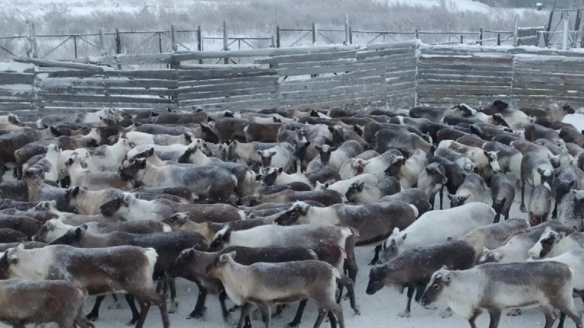 Республика Коми нацелена на увеличение поголовья северных оленей за счет оптимизации использования пастбищных угодий