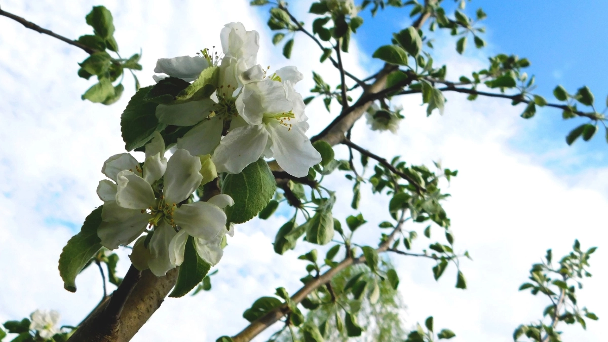 Два способа защиты деревьев от тли, которую муравьи разводят на листьях. Не химия