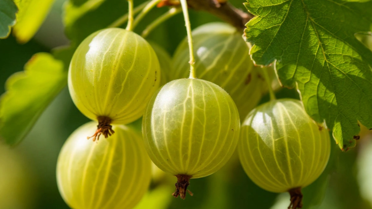 После Красной горки крыжовнику — обязательно: янтарные сладкие ягоды покроют весь куст — 4 весенних шага