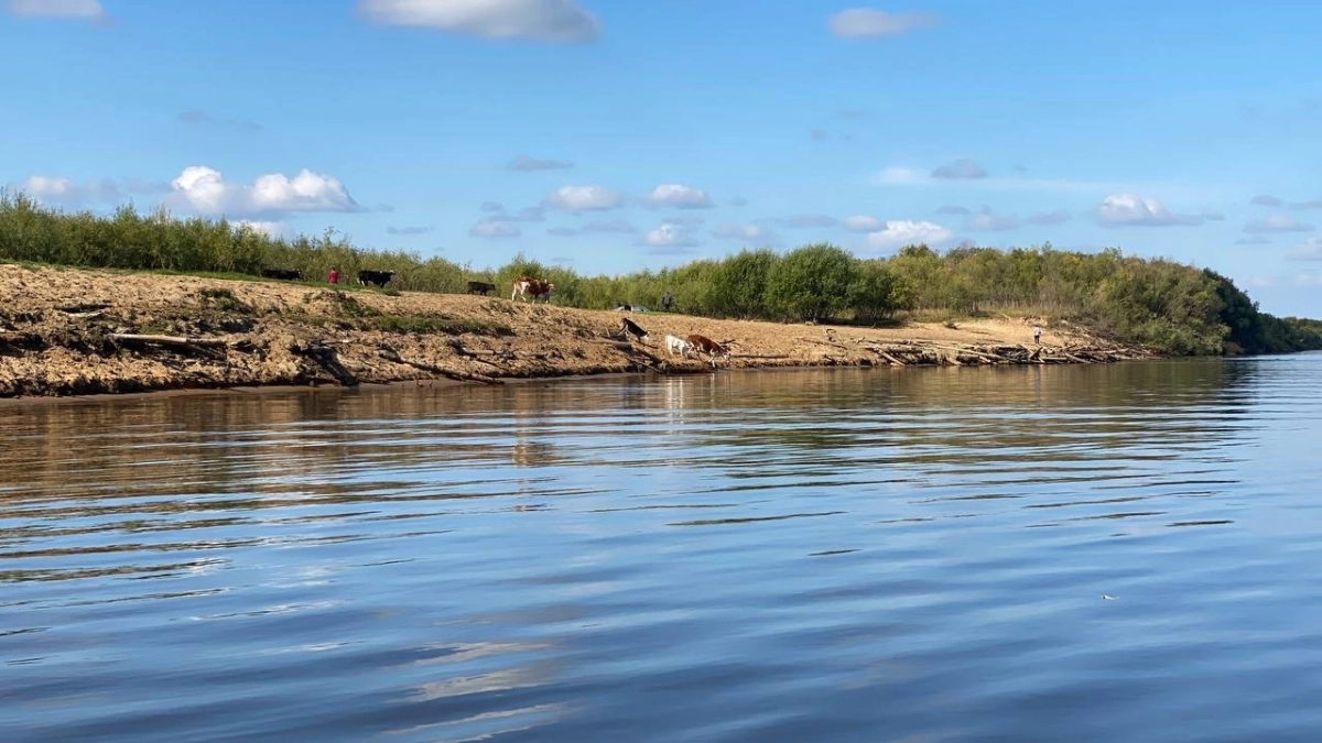 В одном из районов Коми ввели карантин из-за эмфизематозного карбункула