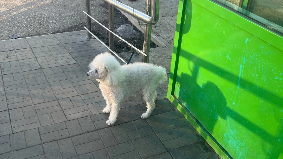 В Коми оштрафовали троих хозяев собак за нарушения 