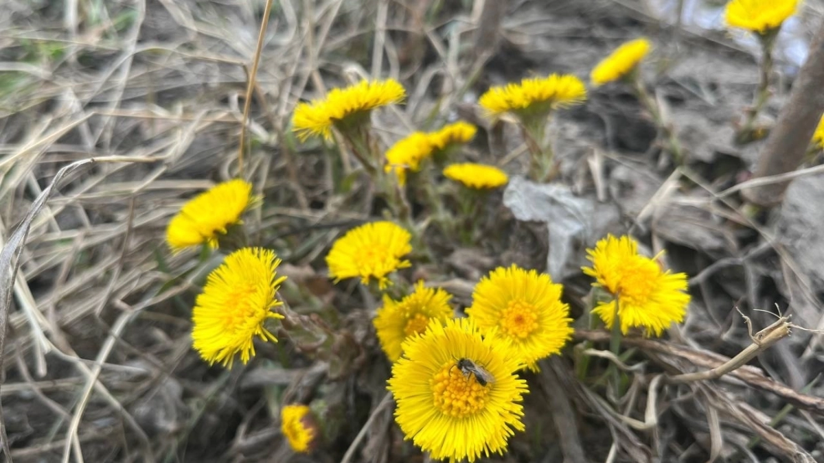 В Коми ожидается +8 градусов: синоптики рассказали о погоде на 21 апреля 