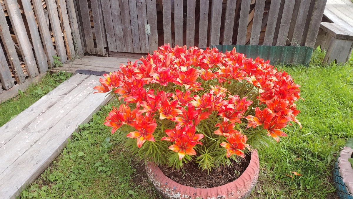 Что посадить и "забыть" — топ 5 отличных цветов для дачи