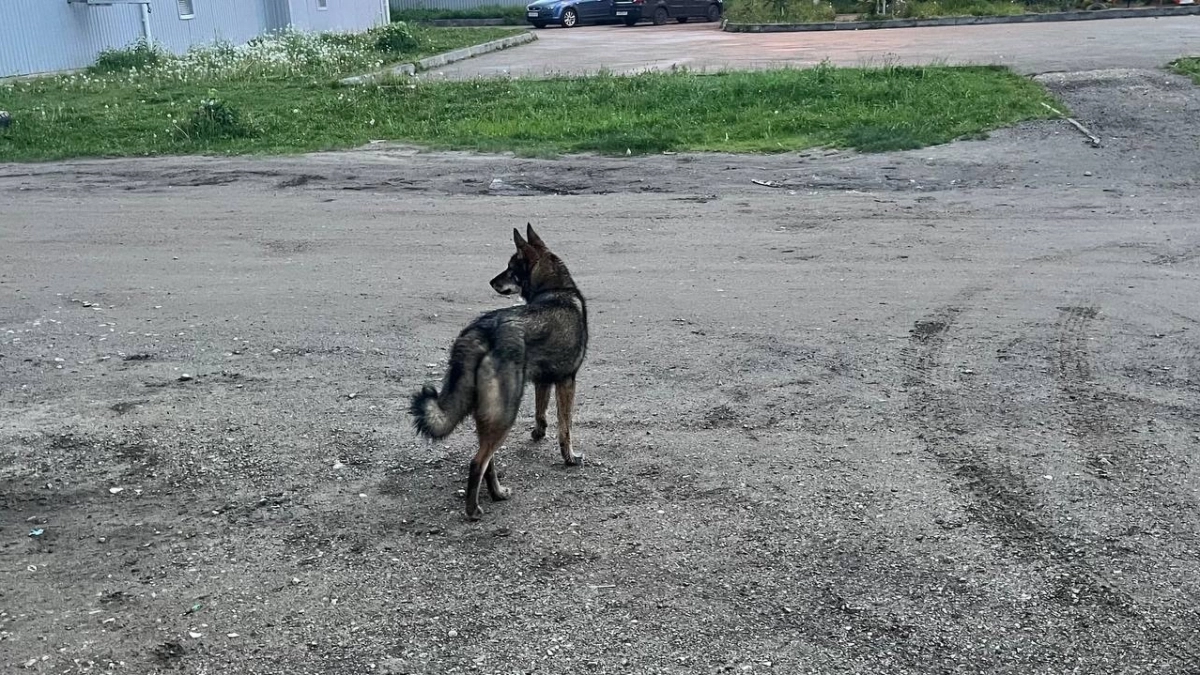 В Коми бездомная собака напала на ребенка 