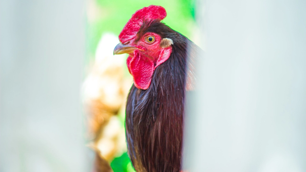 В Коми две хозяйские собаки загрызли более 30 куриц 