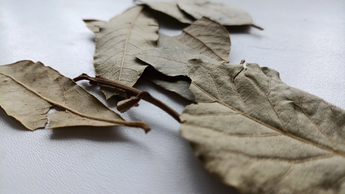 Лавровый лист скупаю пачками: В быту он незаменим, делюсь лучшими хитростями для применения
