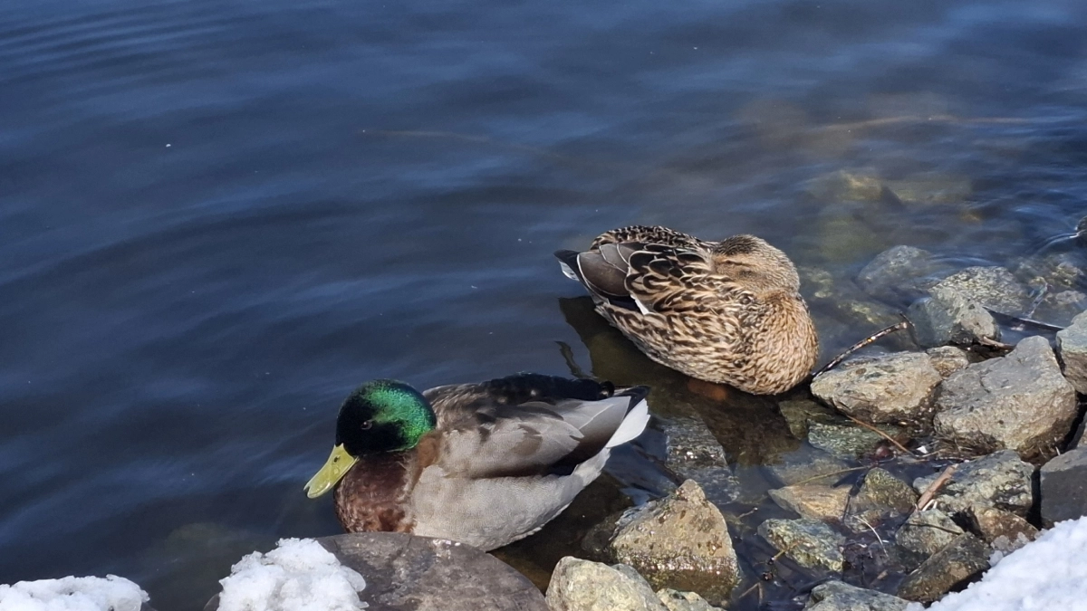 Дожди, мокрый снег и ветер: синоптики рассказали о погоде в Коми на 24 апреля