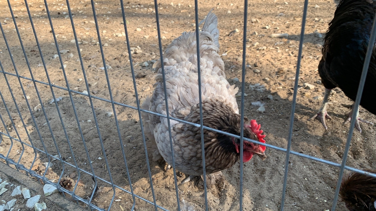 Сыктывкарцы обратились в суд из-за неприятного соседства с курами и петухами 