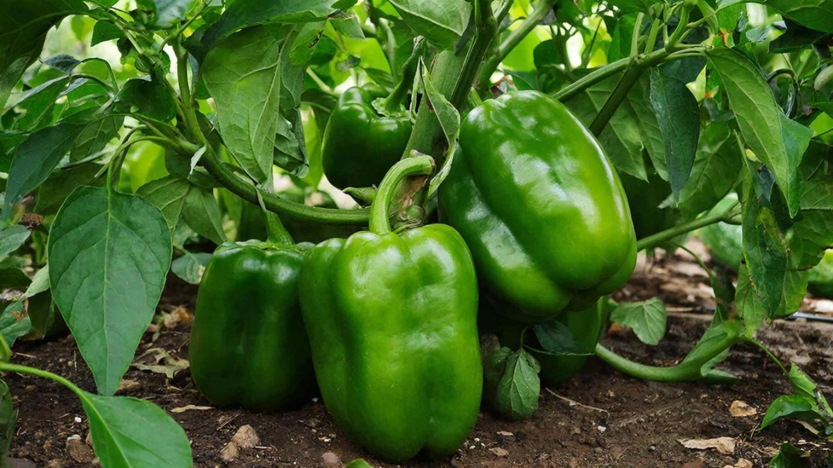 Больше не делаю грядки, как бабушка: этот ленивый метод из Германии увеличит урожай перцев вдвое