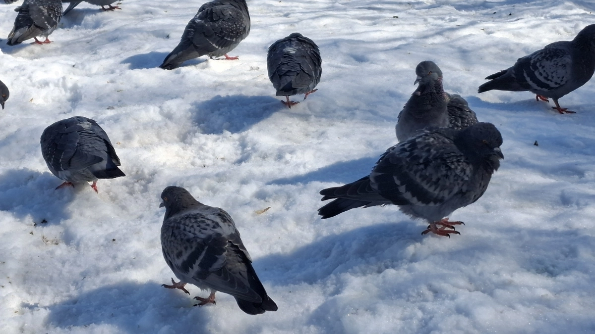 Синоптики рассказали о погоде в Коми на 25 апреля