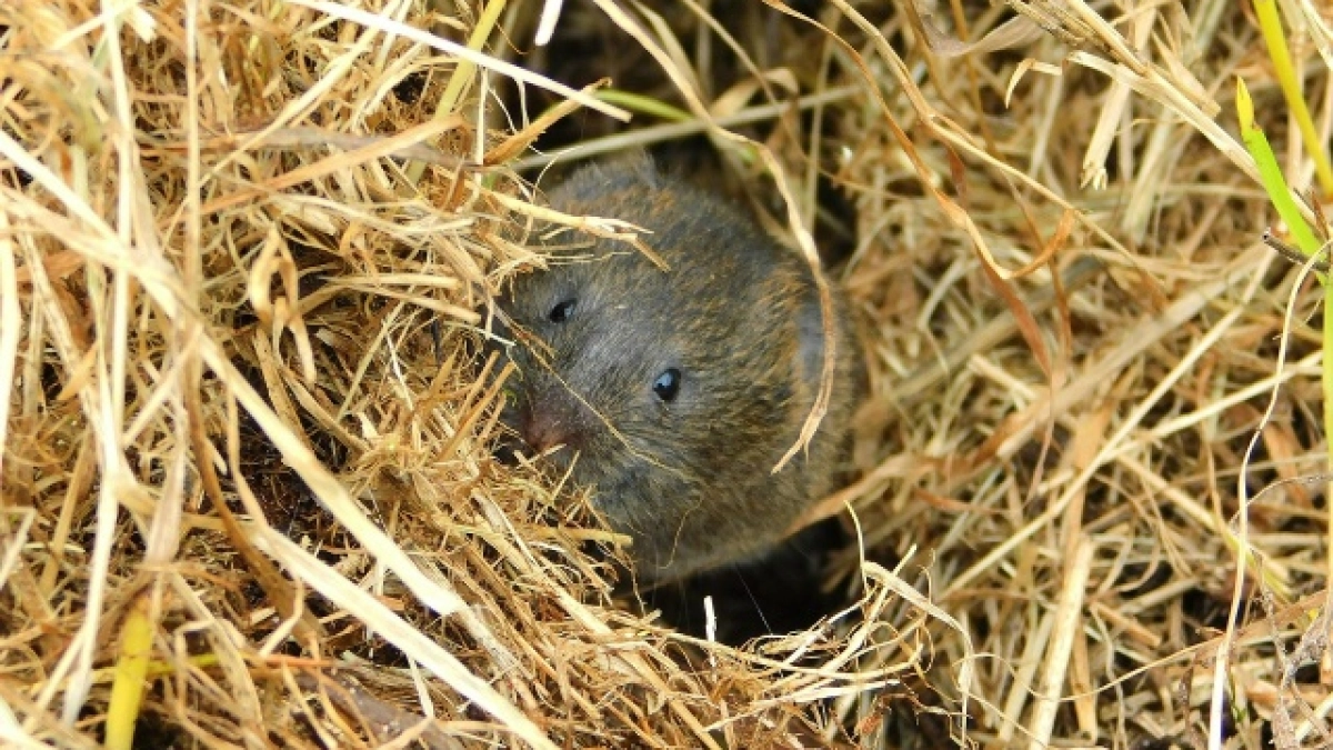 Жителей Коми предупредили о росте мышиной лихорадки: в ход идёт дератизация