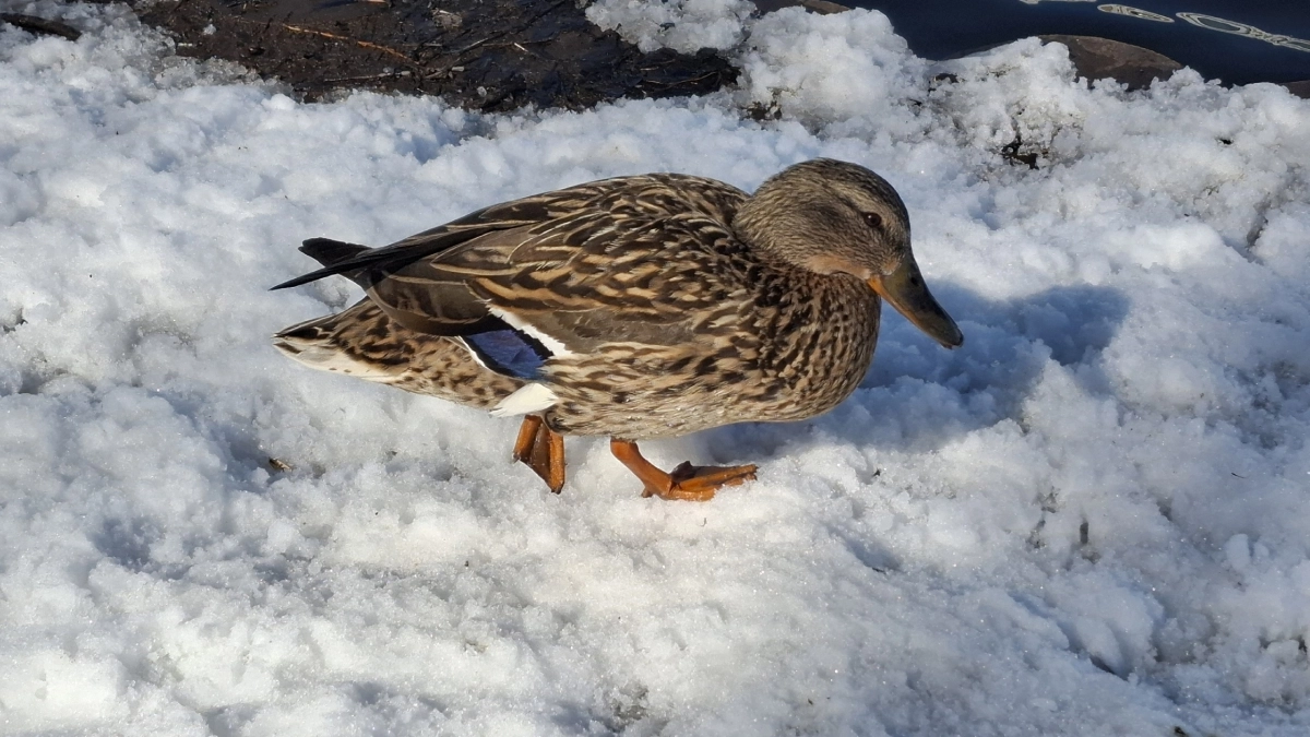 В Коми придут ночные заморозки: синоптики рассказали о погоде на 26 апреля
