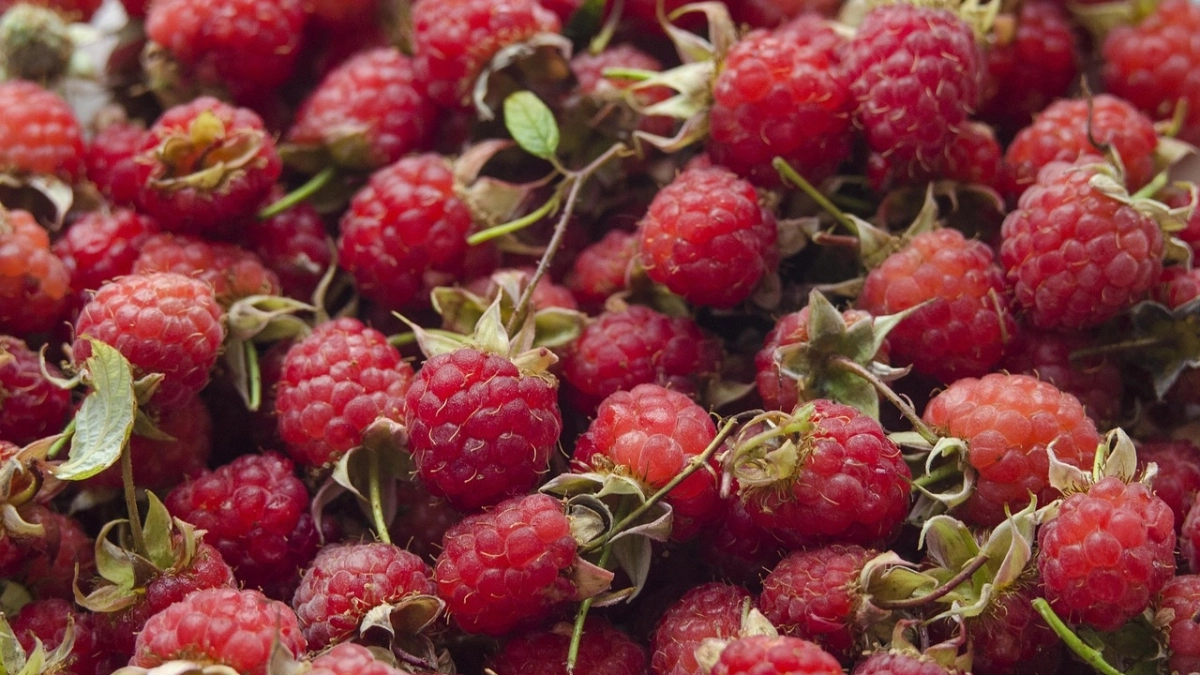 Стакан удобрения в мае – и малина будет крупной и сладкой