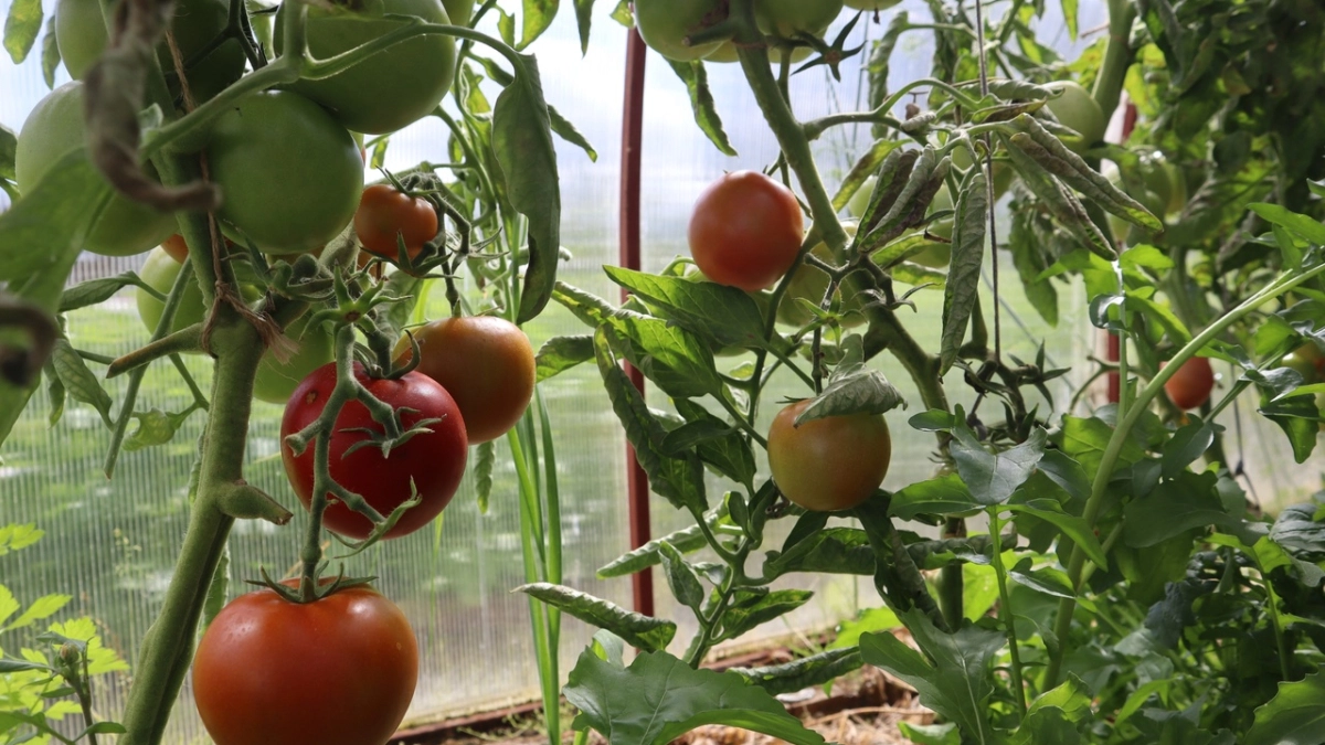 1 пакет на 5-7 см по лункам, и томаты с картошкой прут как на стероидах - навоз уже в пролете, нашла кое-что получше