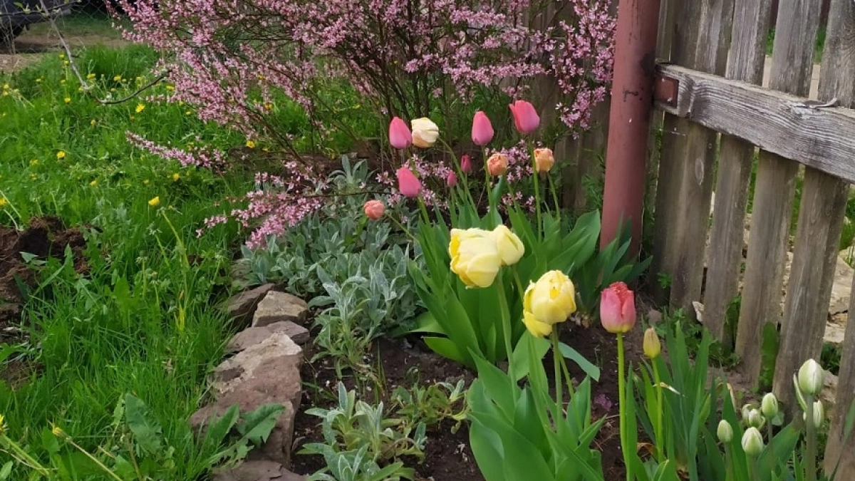 Как бороться с медведкой без химикатов: 5-10 л порошка — и монстр бежит к соседям, теряя тапки