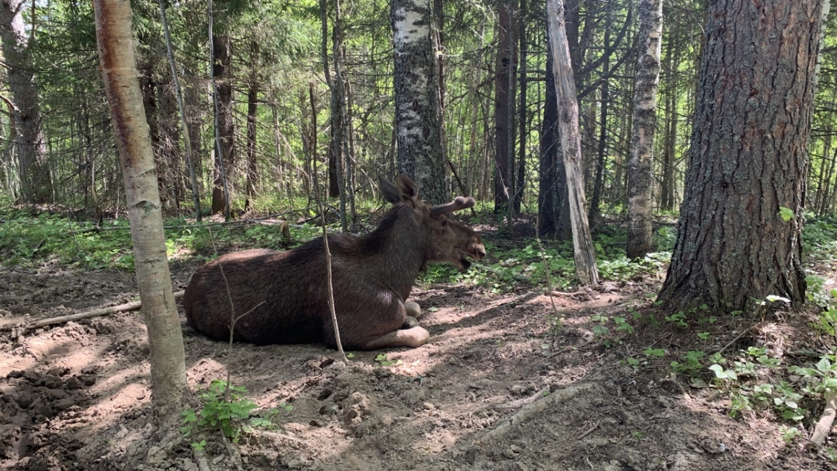 Юные художники Коми приглашаются на конкурс рисунков о лосях от Печоро‑Илычского заповедника