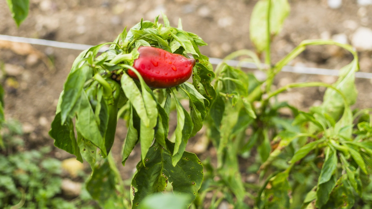 Кидаю 4 ложки под корень после 6 апреля — и рассада перца как лес: толстая, коренастая, зеленая