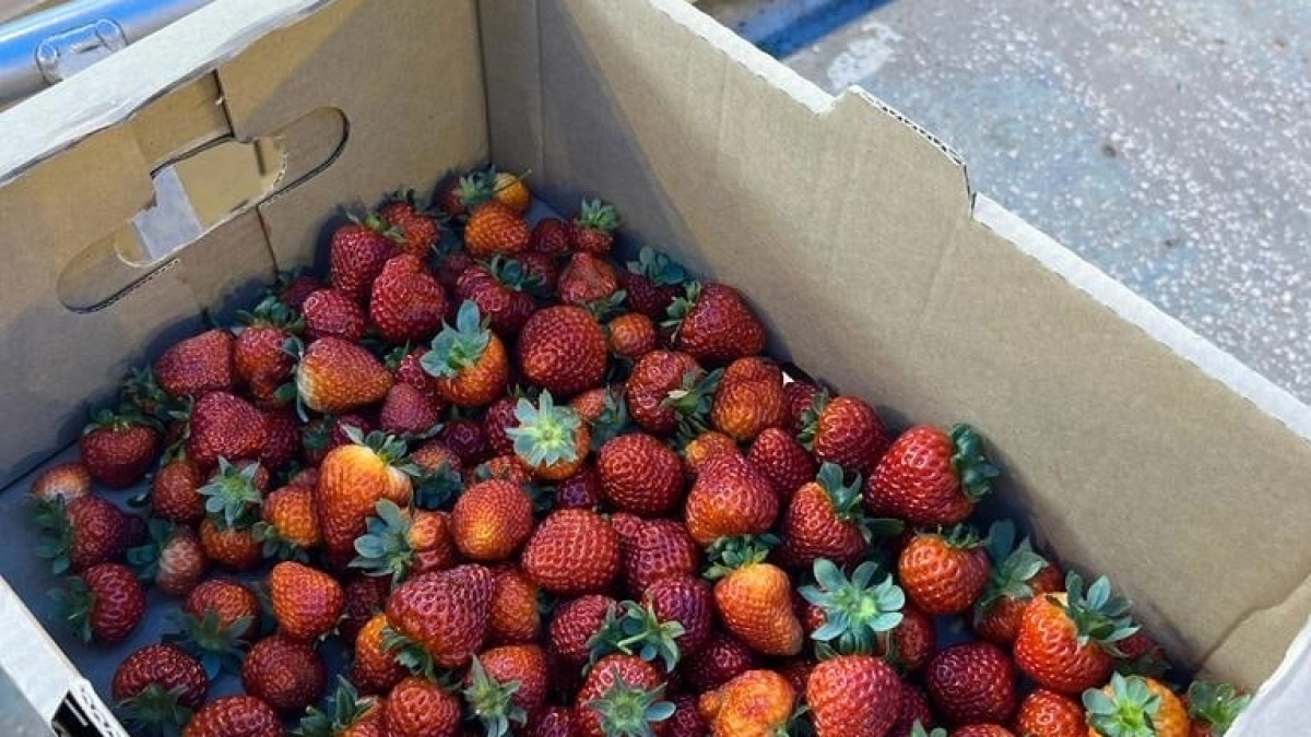 1 стакан на ведро воды — и поливаю клубнику сразу после цветения: ягоды огромные, сладкие, даже в дождь не гниют