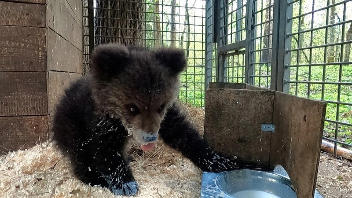 Медведица Кира из Коми успешно прошла зимовку в Тверском центре спасения