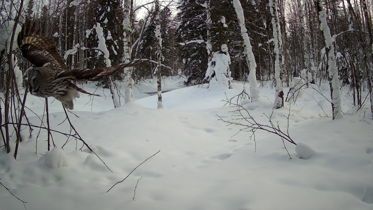 В Коми в заказнике "Дзервад" автоматическая камера сняла редкую бородатую неясыть