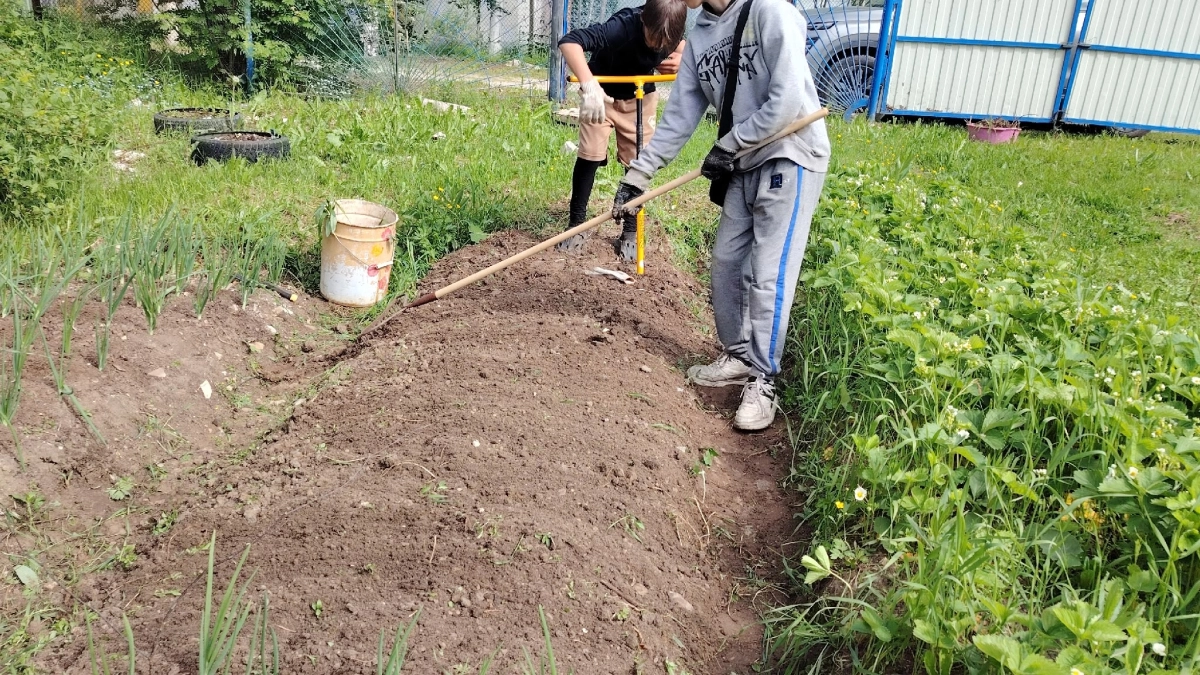 В апреле рассыпаю по грядкам — проволочник уползает на соседний огород, морковь ровная как стрела