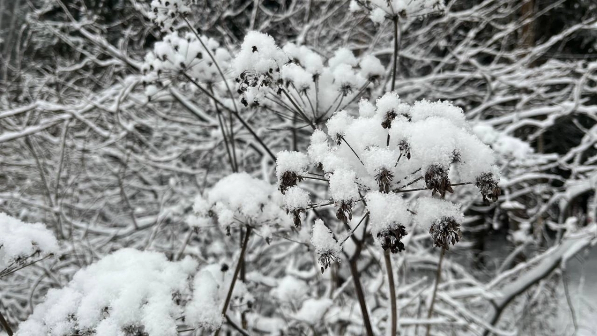 В Коми выпадет снег: синоптики рассказали о погоде на 29 апреля