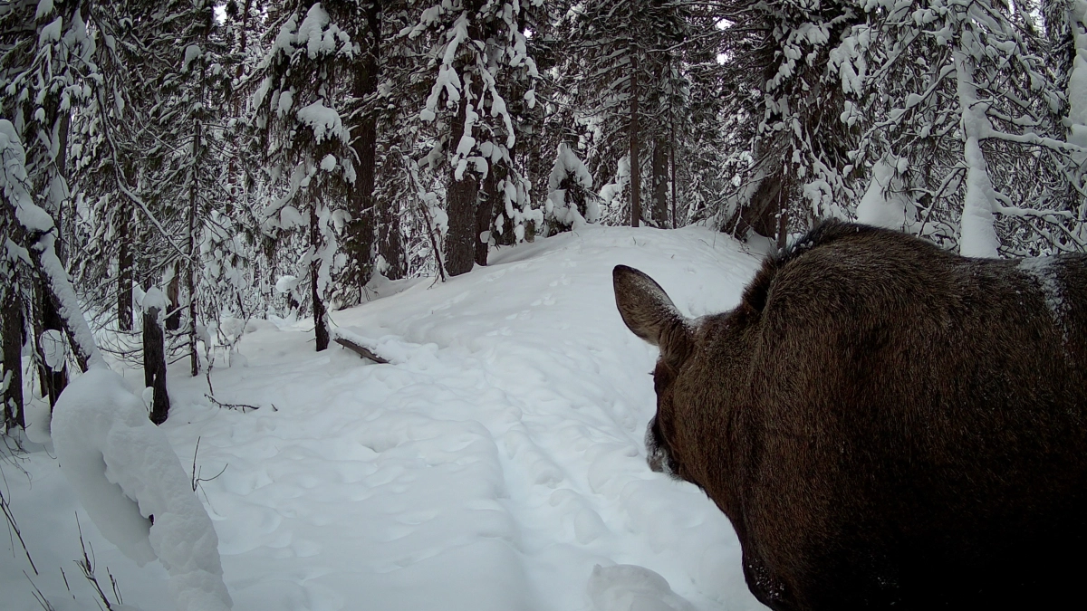 В Коми фотоловушка поймала в кадр величественного лося