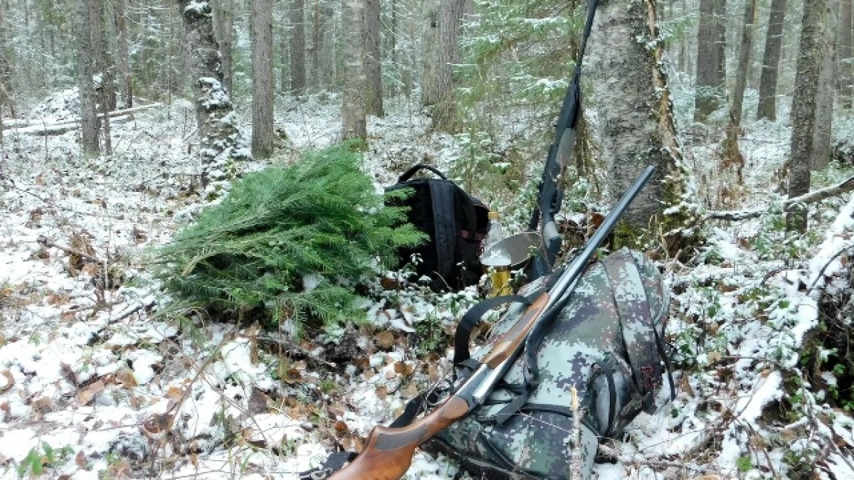 В Коми установили сроки проведения весенней охоты в 2026 году