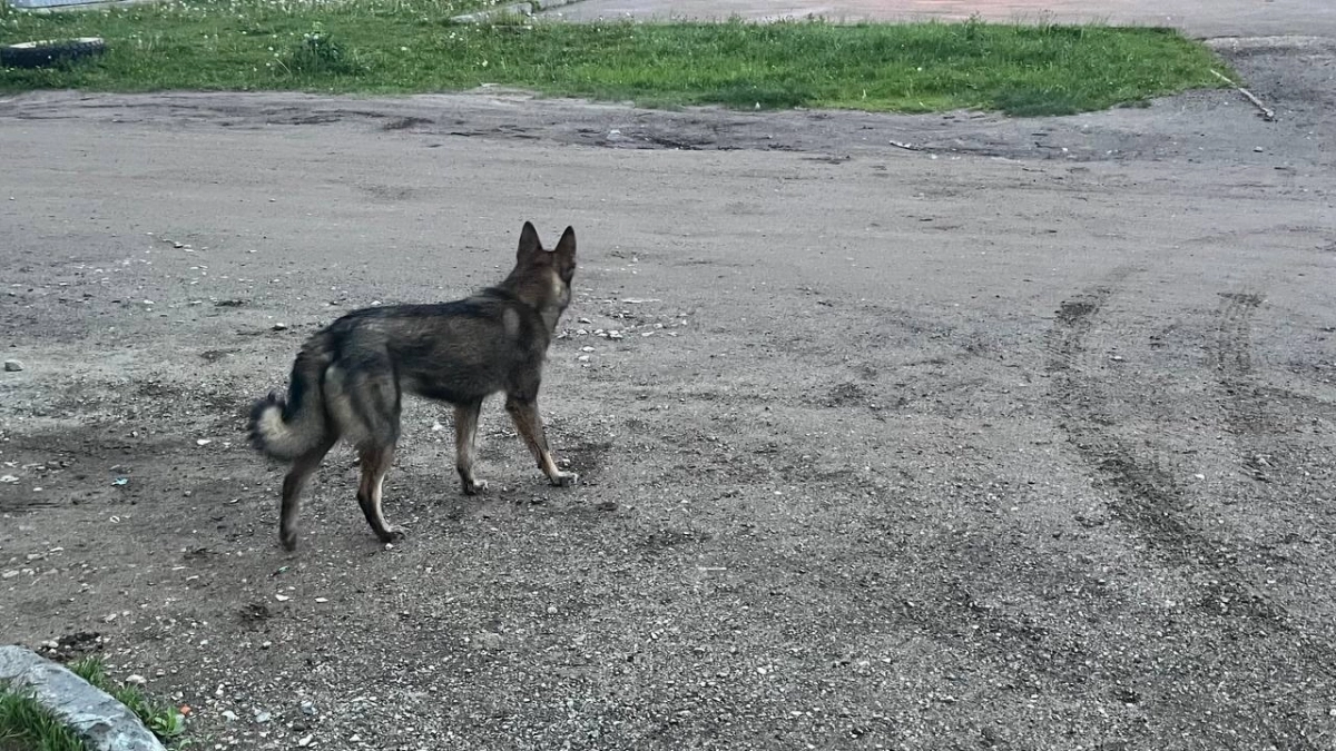В Коми собака напала на пенсионера: хозяин пса возместит ущерб пострадавшему 