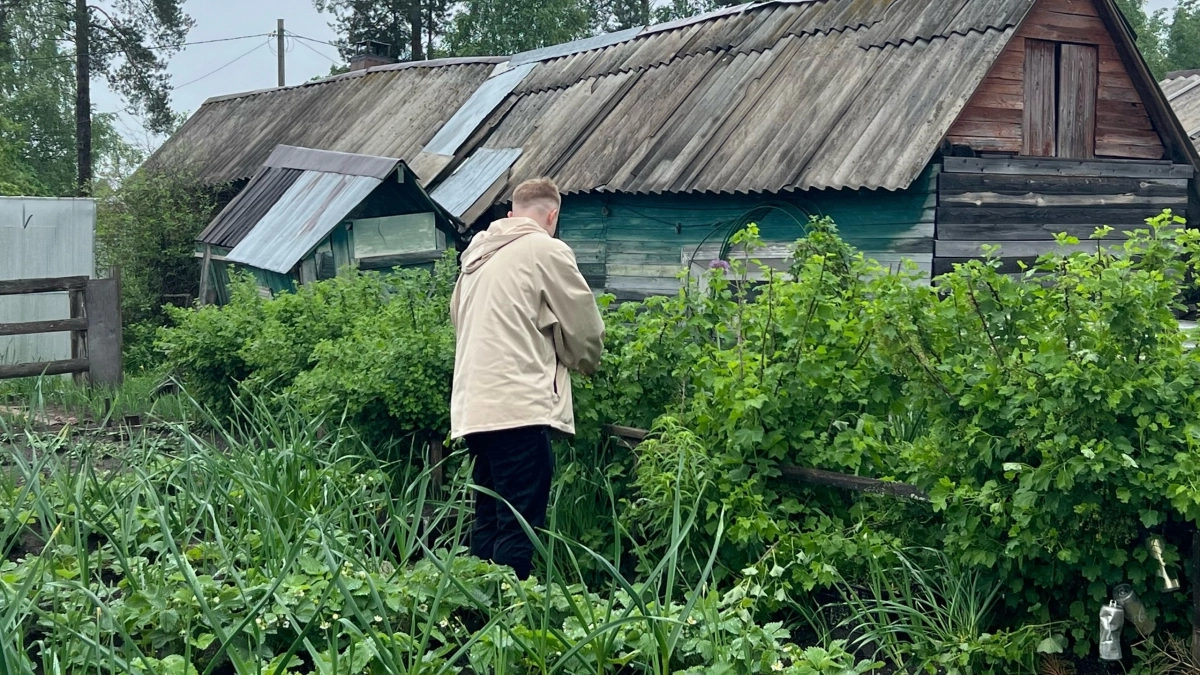 Как я прививаю плодовые деревья в мае — так просто, что даже у новичков черенки приживаются: совет агронома