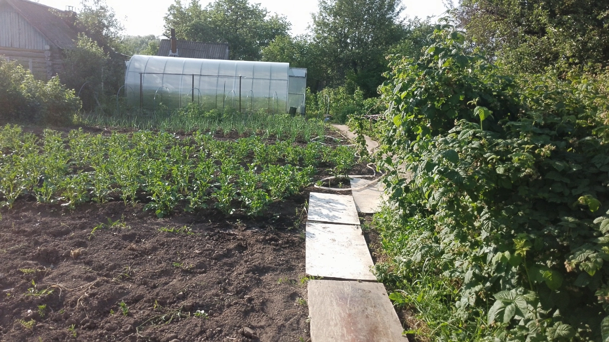 Рассыпаю крупу по участку — муравьи и клещи исчезают. Простой метод без химии, который работает с первой недели