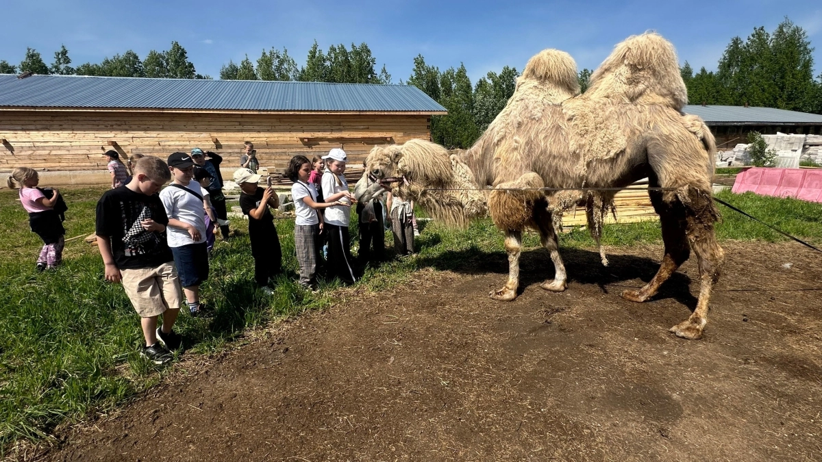 Школьники из Сыктывкара освоили уход за сельскими животными