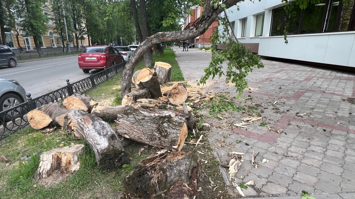 Стало известно, кто следит за вырубкой деревьев в Сыктывкаре