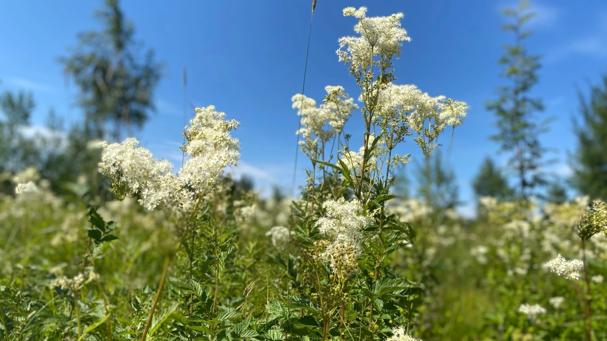 11 июня Коми ждут грозы на северо-востоке и +25 °C на юго-западе