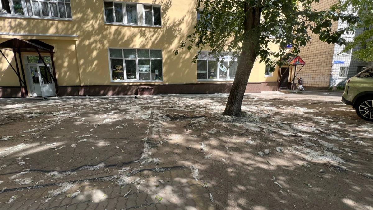 Тополиный пух захватил Сыктывкар: врачи развеяли страхи, а ЖКХ напомнил о чистых дворах