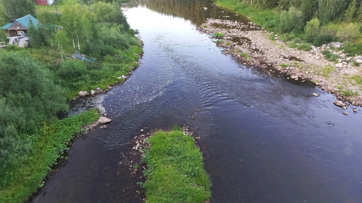 Учёные Коми обнаружили два новых вида водорослей, один из которых пригоден для биотоплива и лекарств