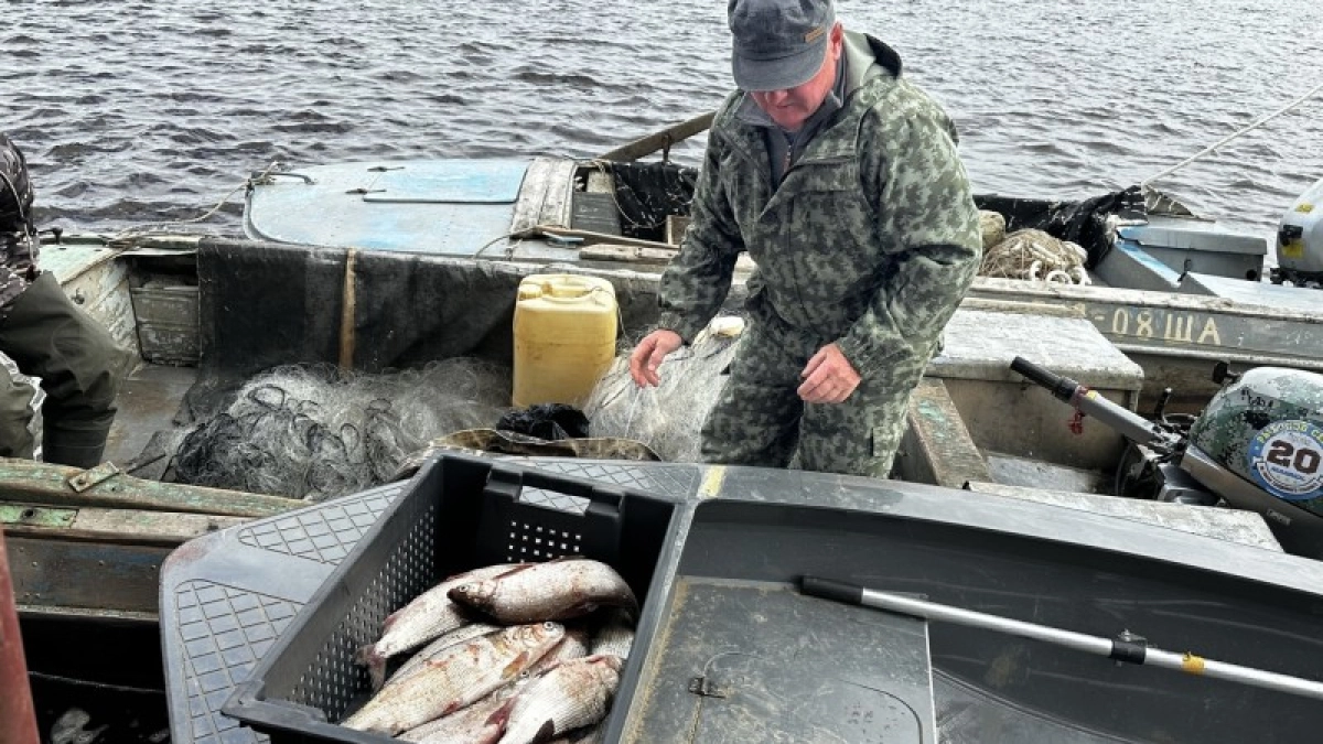 В водоёмах Коми обитает 52 вида рыб