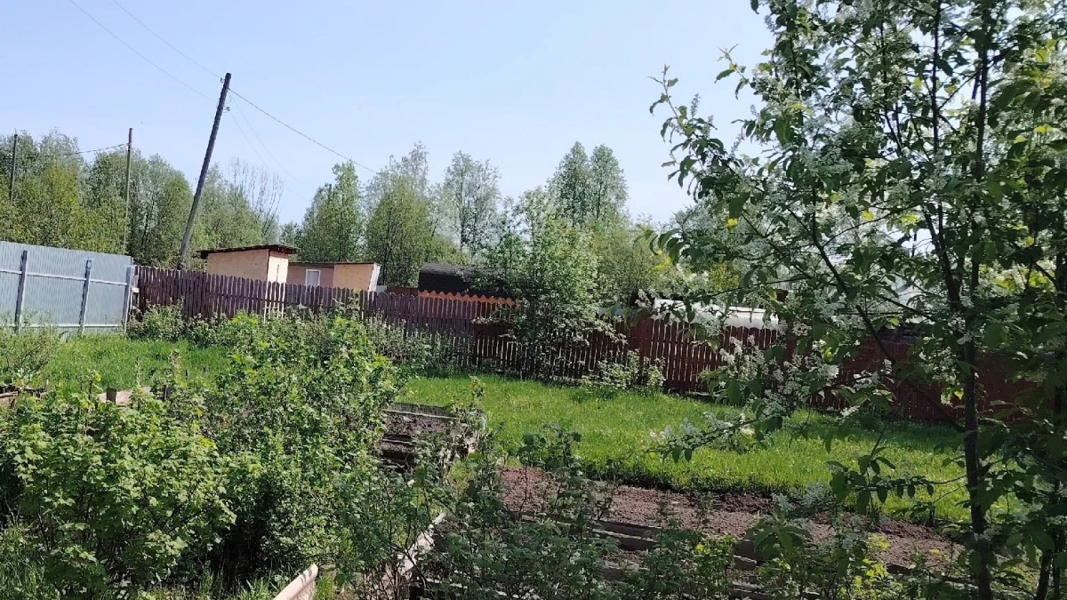 1 пачка копеечной крупы на грядки — и почва как чернозем: дорогой навоз больше не нужен