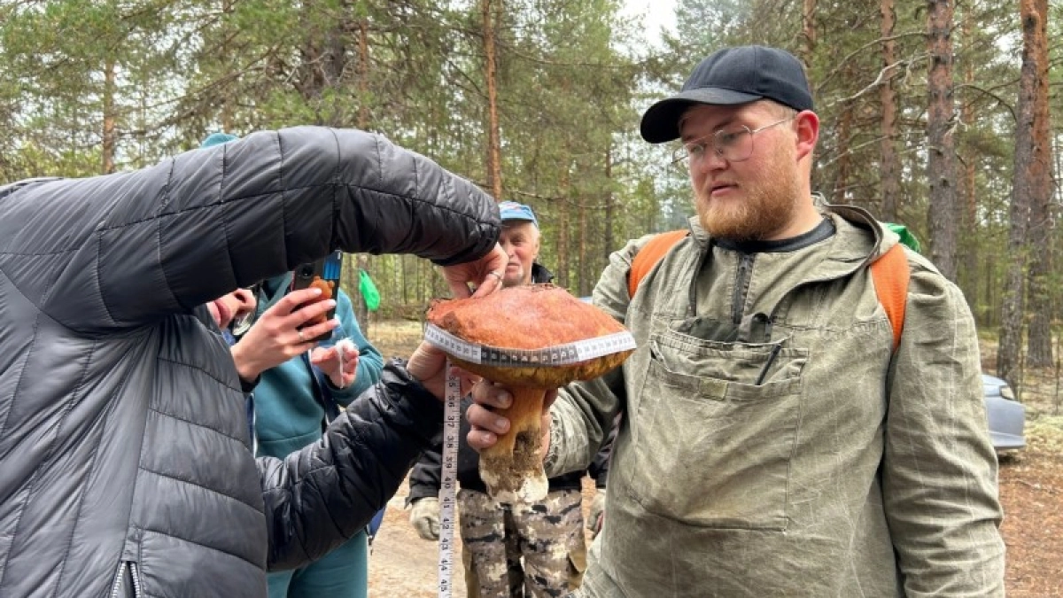 В Коми на чемпионате по сбору грибов нашли гиганта со шляпкой 75 сантиметров и весом 1,5 килограмма