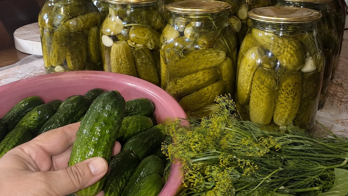 Эти солёные огурцы закрываю по 50 банок — хруст и вкус как из бочки: бабулин рецепт не подводит десятилетиями
