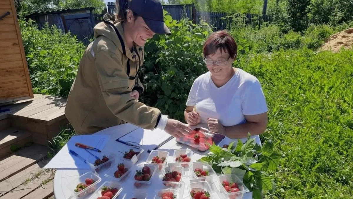 В Коми фермеры начинают заниматься пчеловодством и ягодами