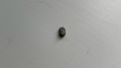 Республика Коми готовится к сезону клещей: в регион поступила крупная партия вакцины