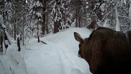 В Коми фотоловушка поймала в кадр величественного лося