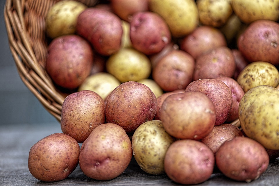 В Коми картофеля собрали на 10% меньше, чем в прошлом году