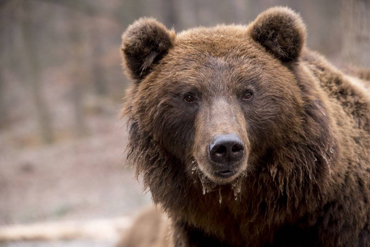 Медведь стал подозреваемым в убийстве жителя Коми 