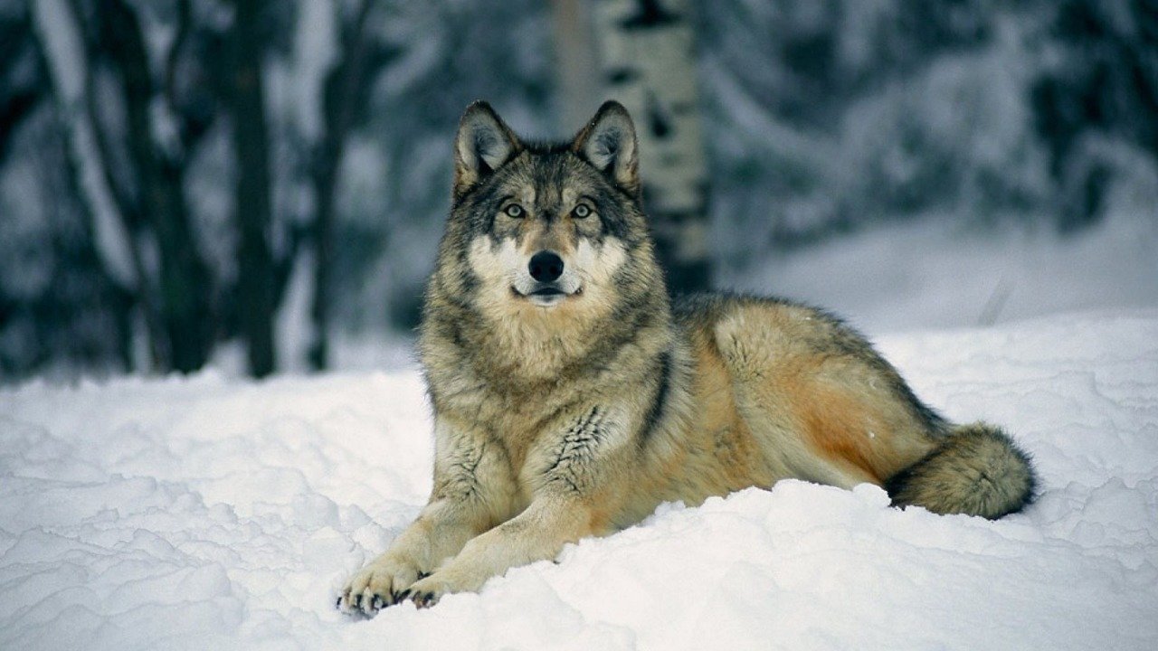 В Коми прекращаются выплаты за добычу волка
